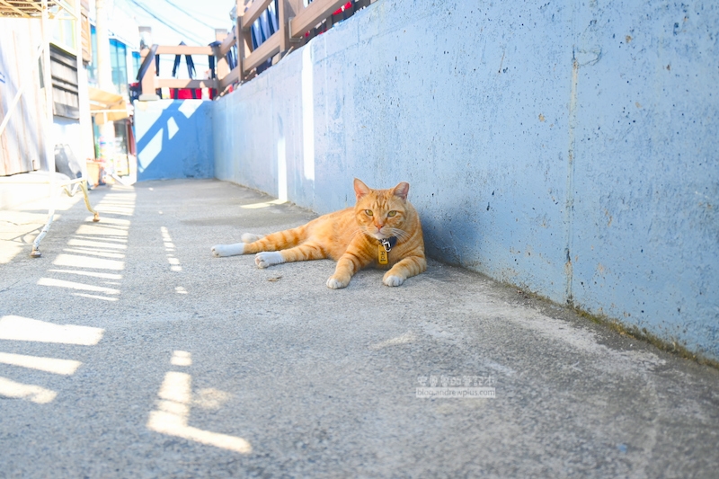 甘川洞文化村,小貓咪